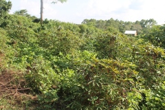 School-Garden-2