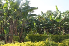 School-Garden